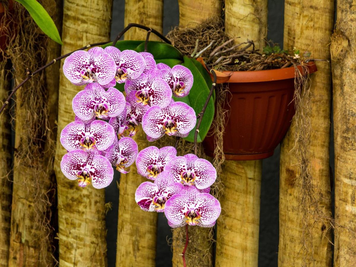 Pousada Oasis Teresopolis Ngoại thất bức ảnh
